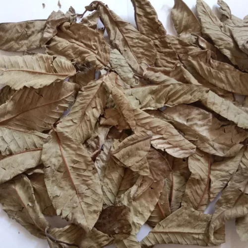 GUAVA LEAVES - INDIA 1KG